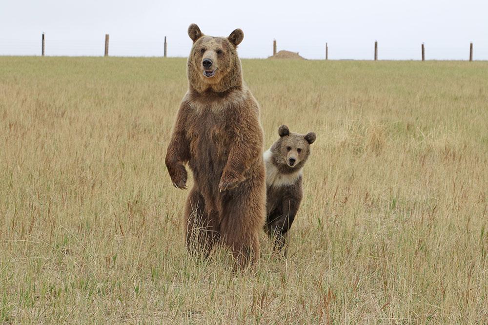 A mama brown bear stands up straight on its back legs, its mouth slightly ajar, its eyes focused on something past the photographer. Behind the mama bear is a little baby brown bear, peeking out to the side to stare at the same spot as its mother. The baby has a thick stripe of white-ish fur around its neck. Beyond them is a stretching field of tall grass within the Wild Animal Sanctuary.