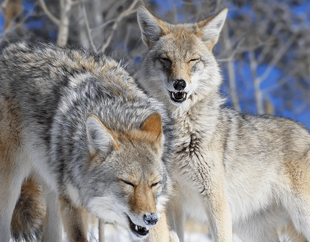 colorado wolf & wildlife center in divide photo