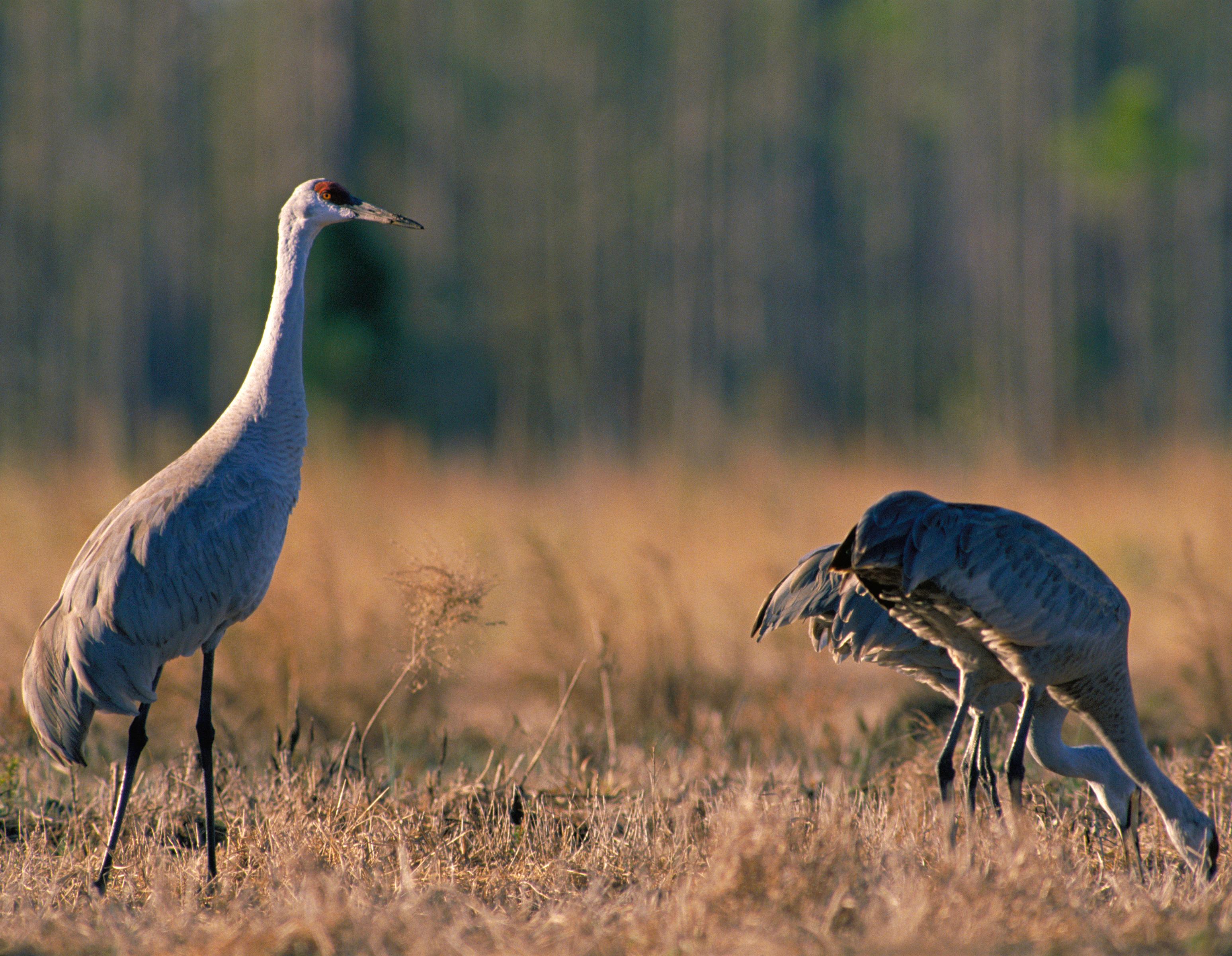 monte vista national wildlife refuge photo