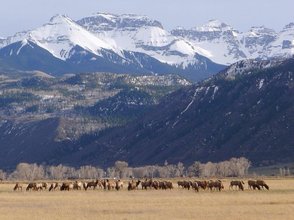 south ridgway elk by sue husch photo