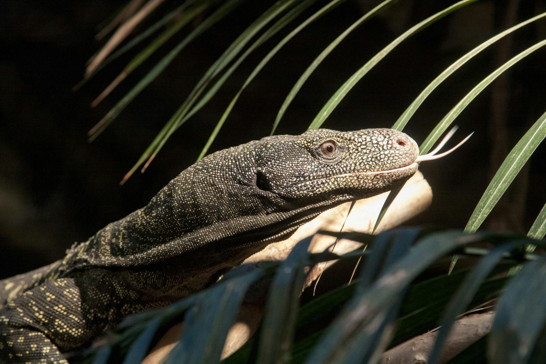 crocodile monitor photo 11