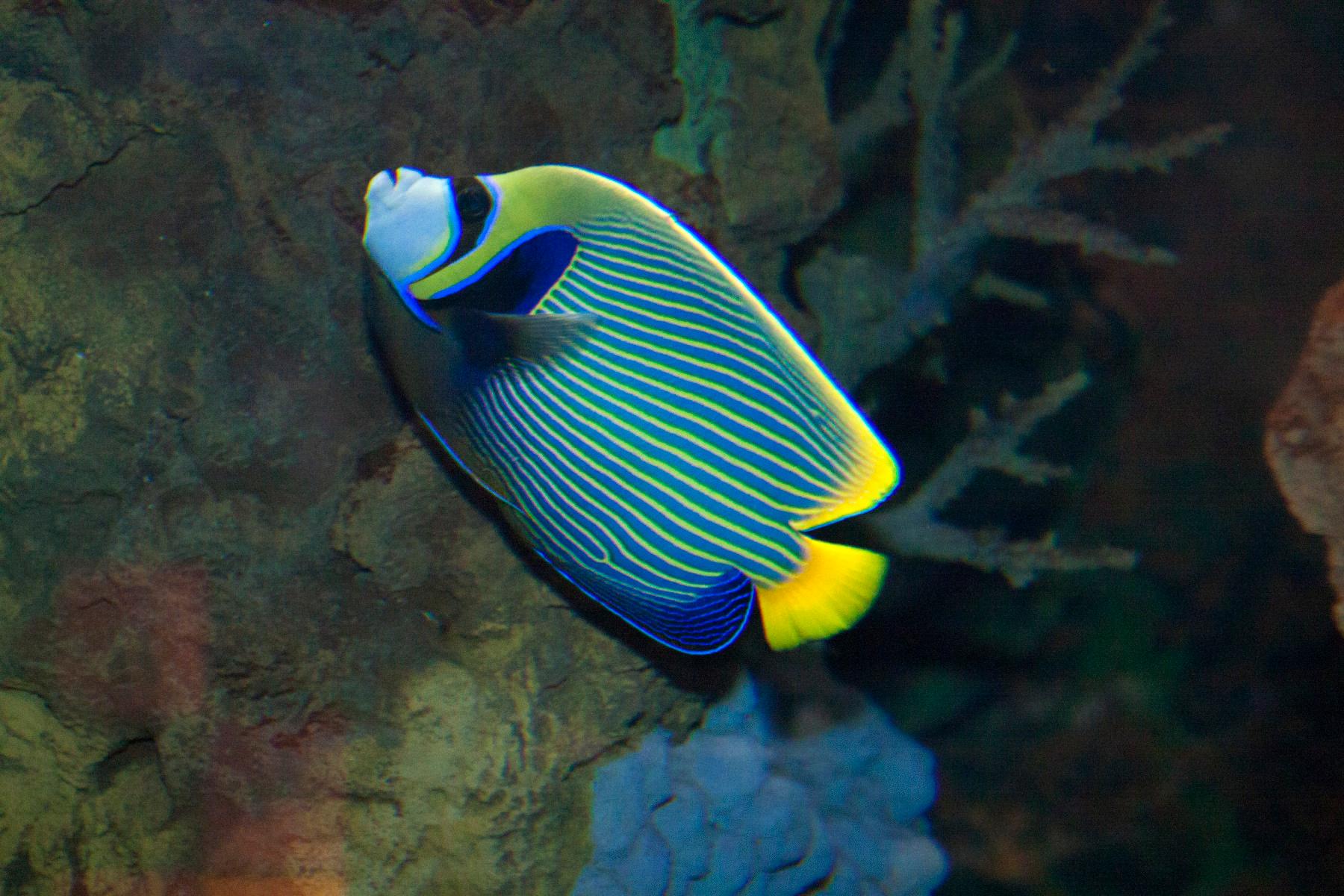 emperor angelfish photo 19