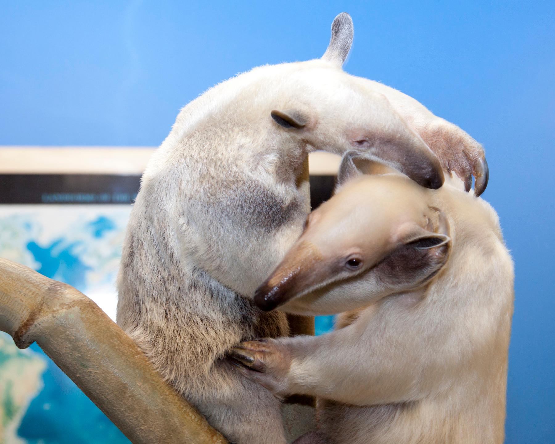 tamandua photo 18