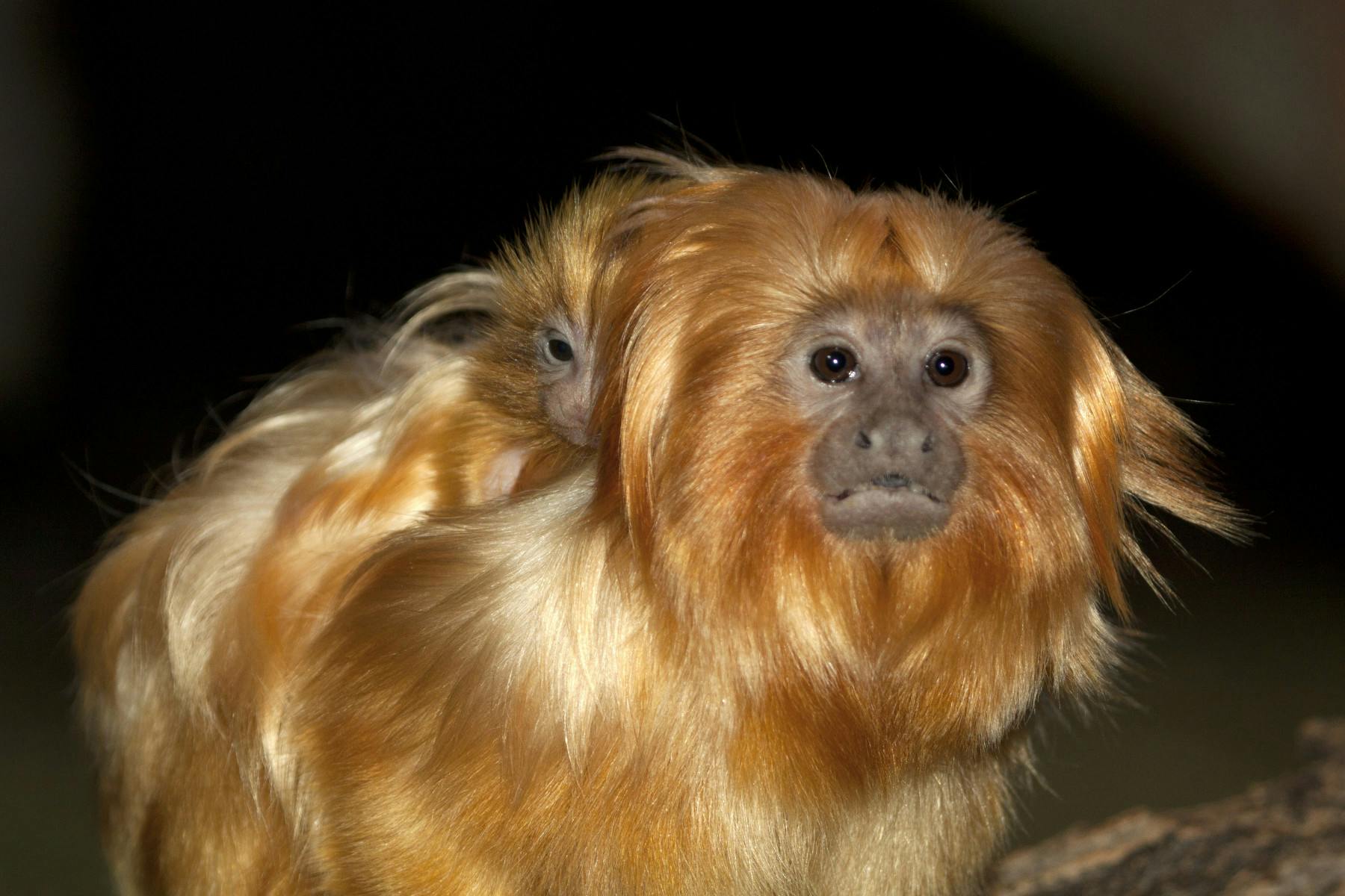 golden lion tamarin, dad with baby photo 17