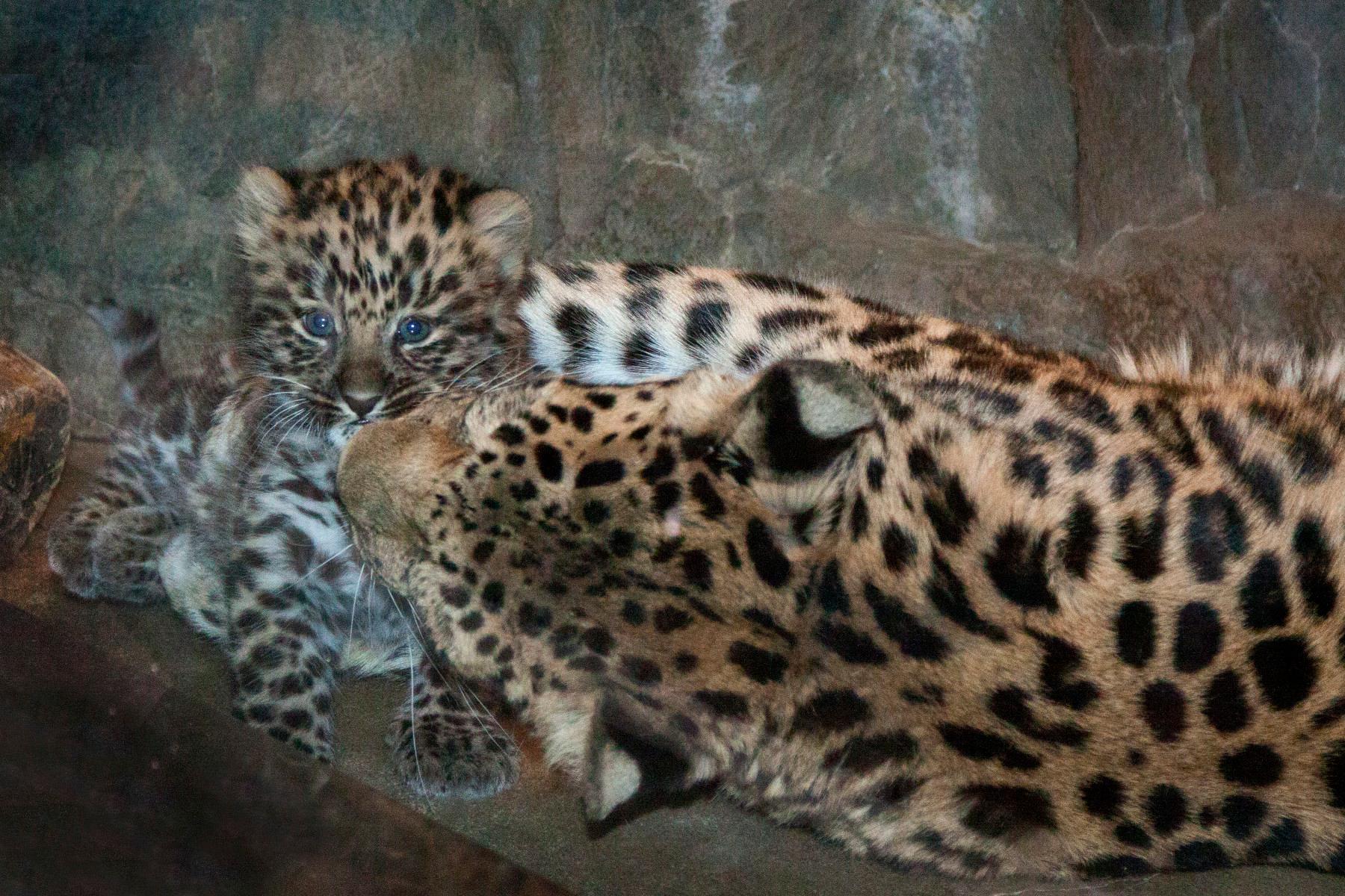 amur leopard, cub and mom photo 16