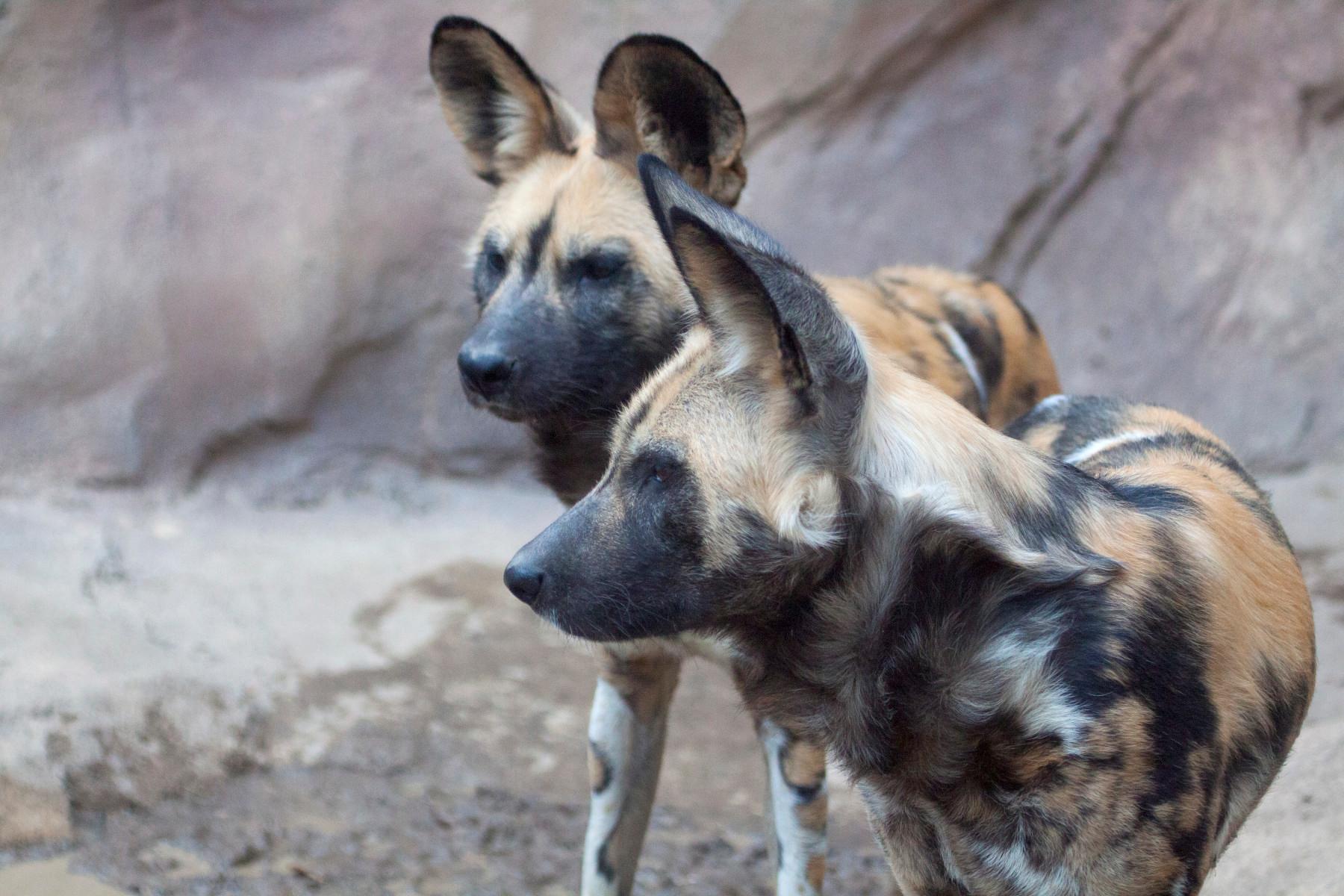 african wild dogs photo 15