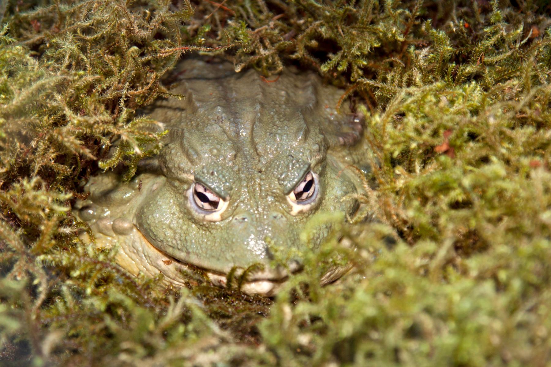 african bullfrog photo 14