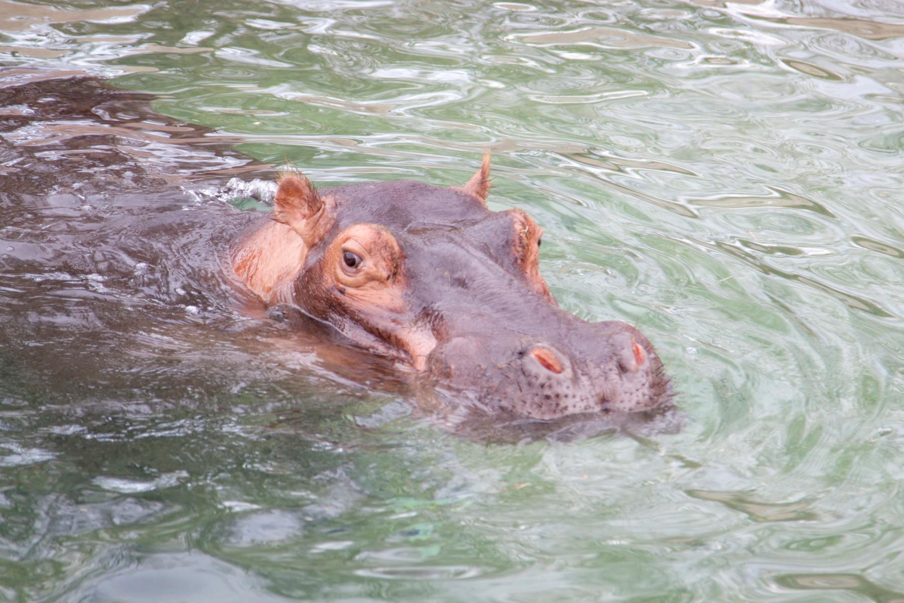 hippo photo 13