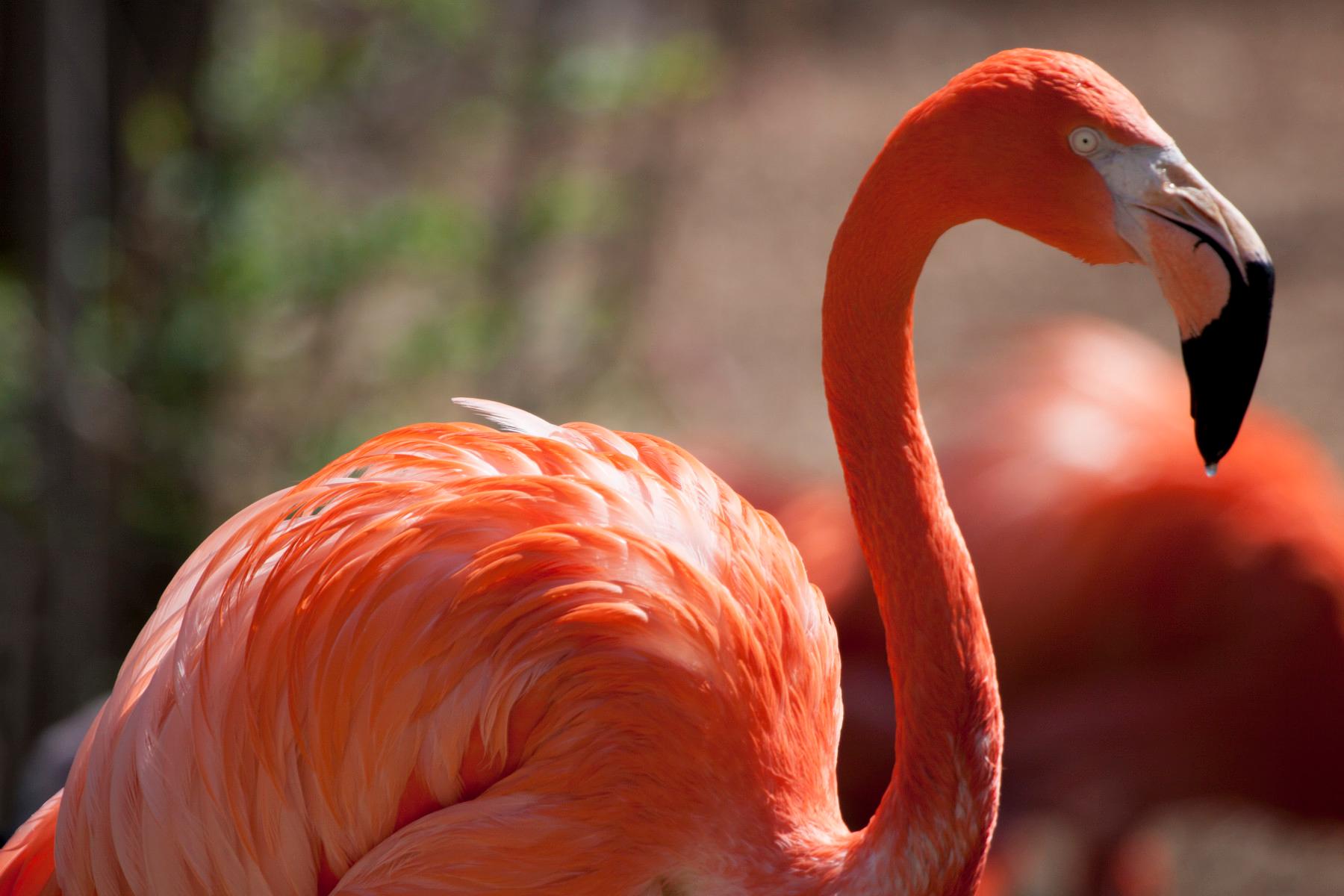 flamingo photo 12