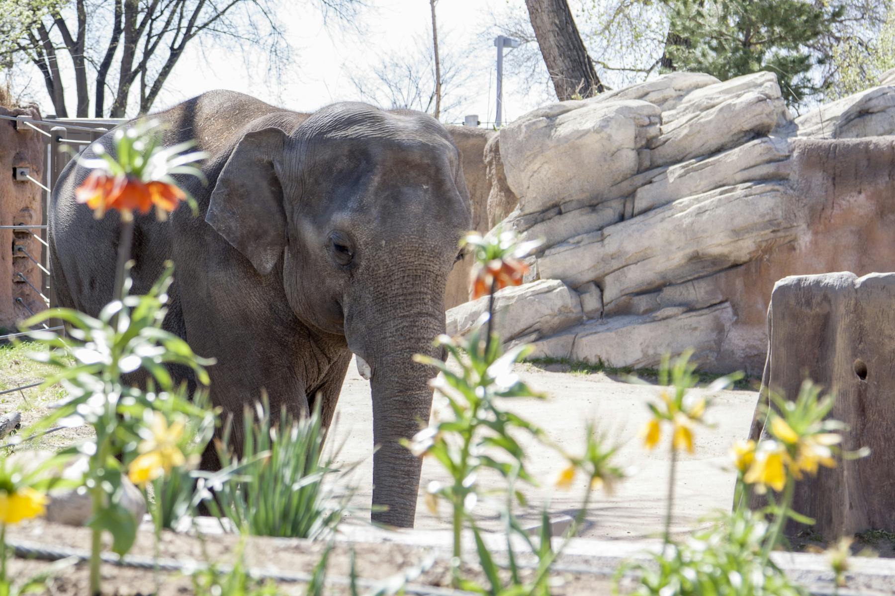 asian elephant photo 10