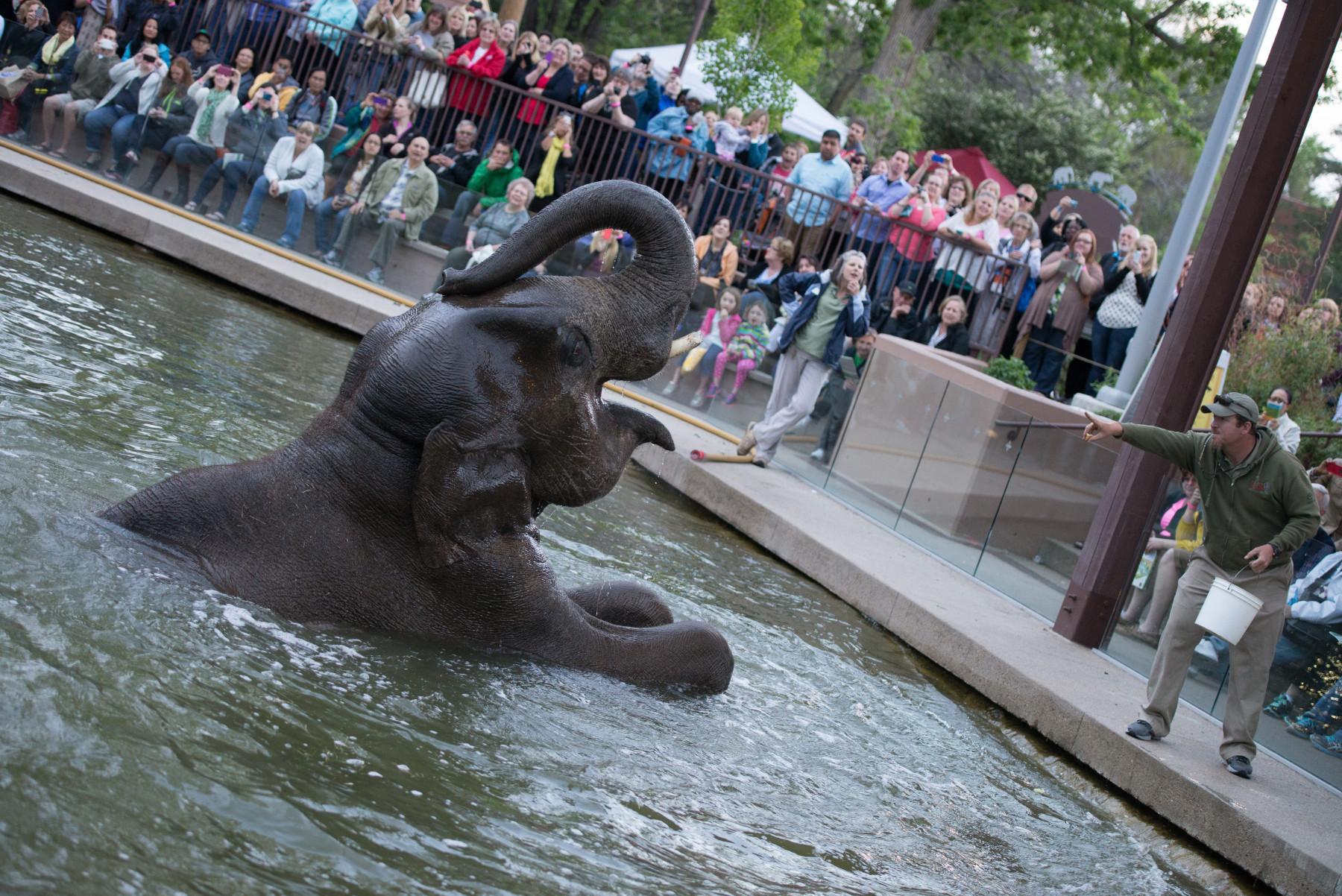 toyota elephant passage demonstration photo