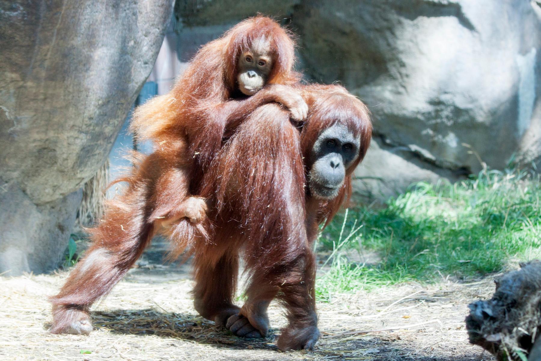 orangutans photo 8