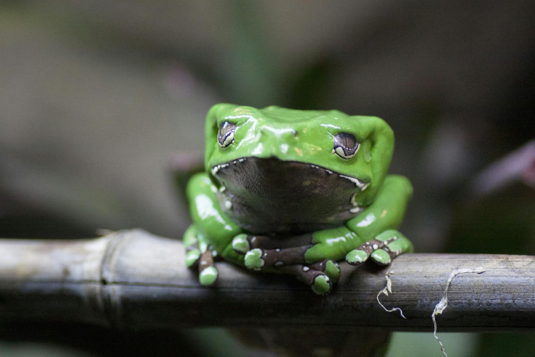 giant waxy tree frog photo 7