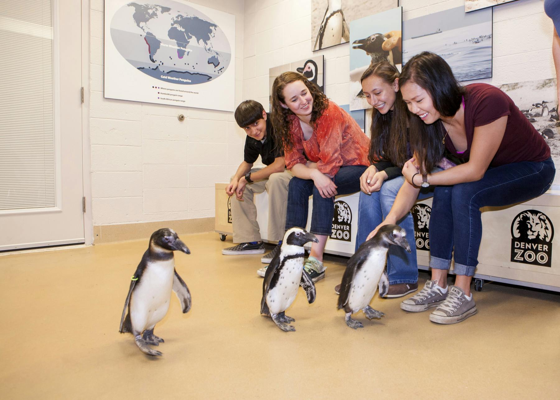 animal adventure: penguin encounter photo 6