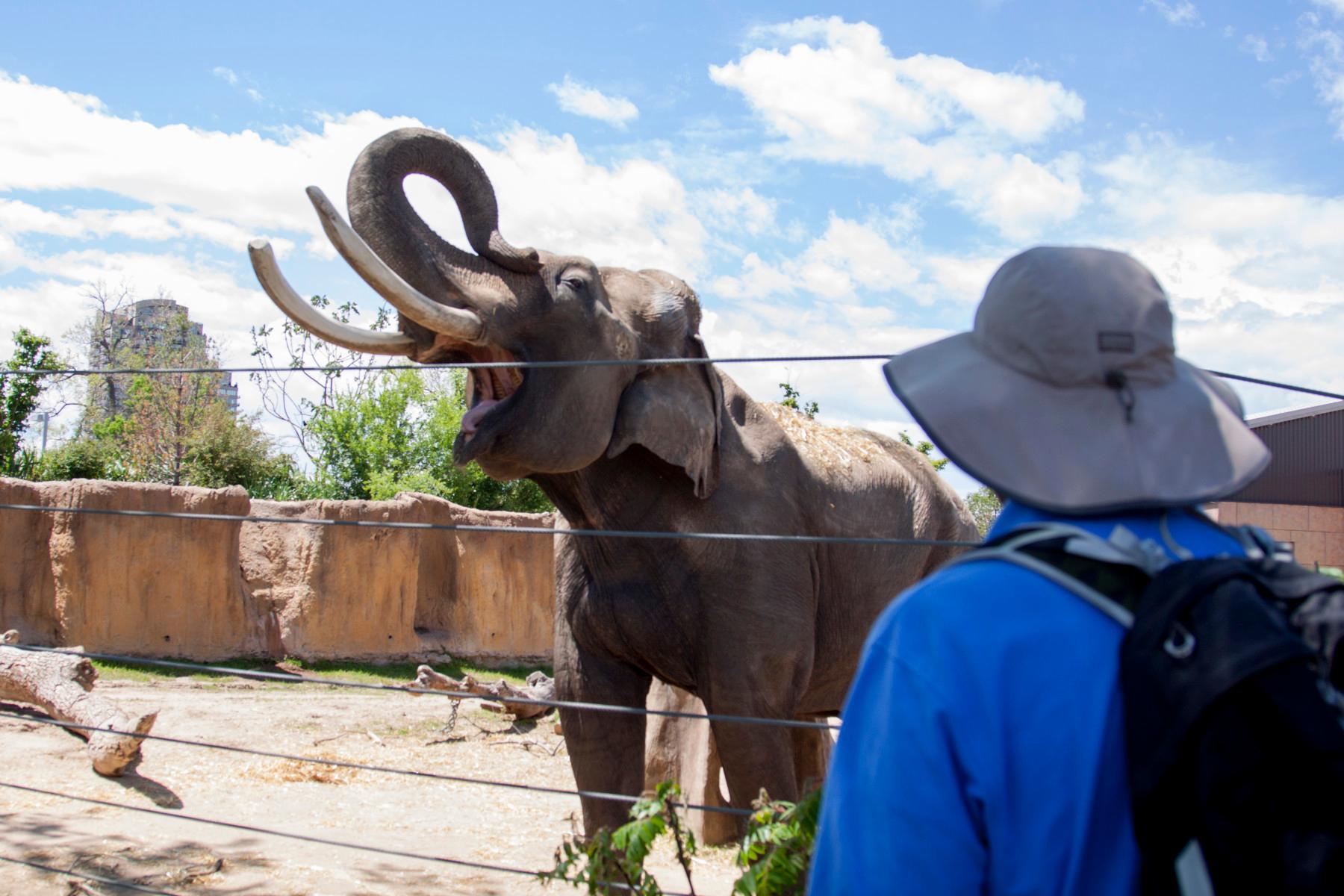 animal adventures: elephant encounter photo 4