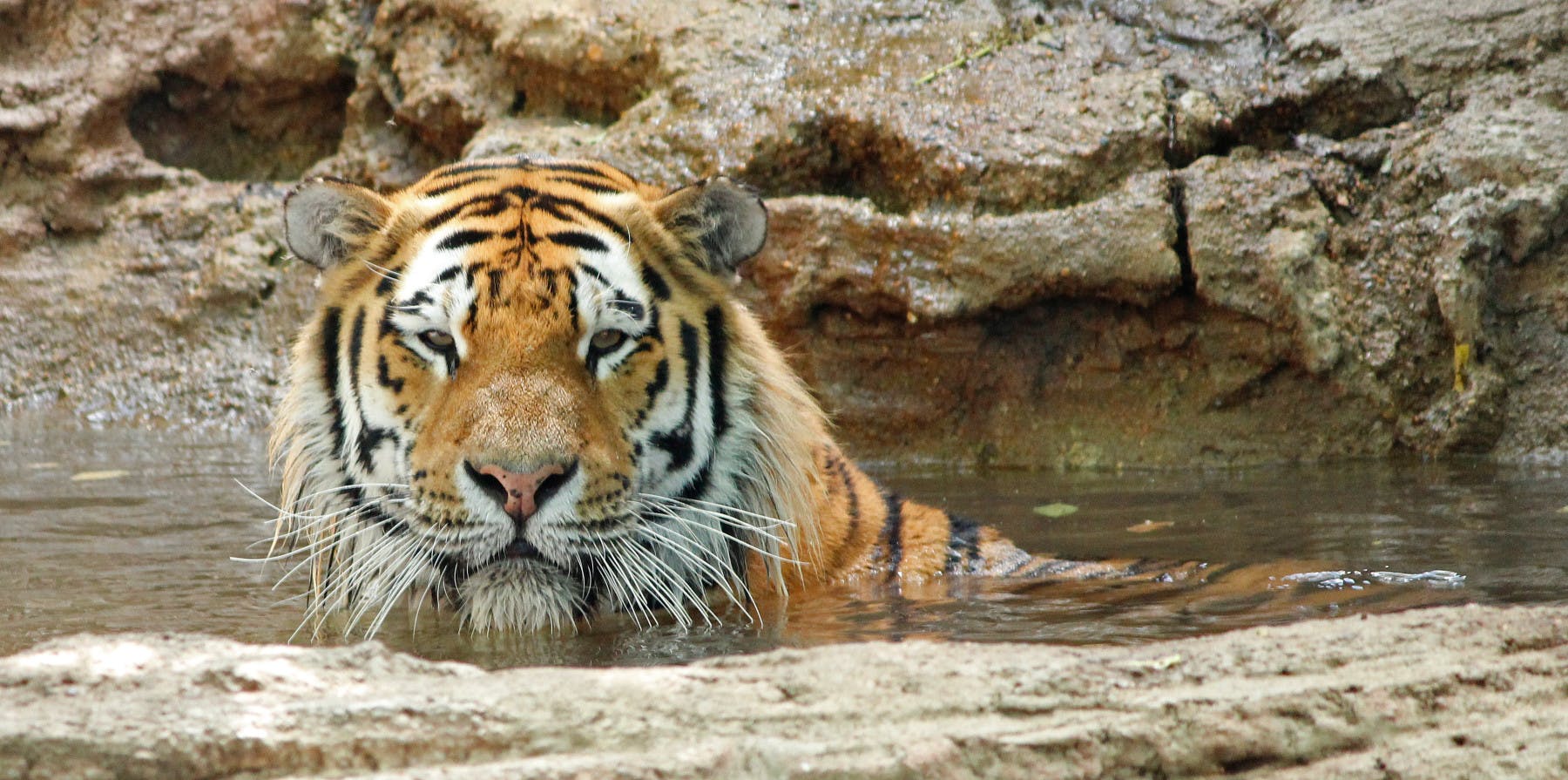 amur tiger photo 2