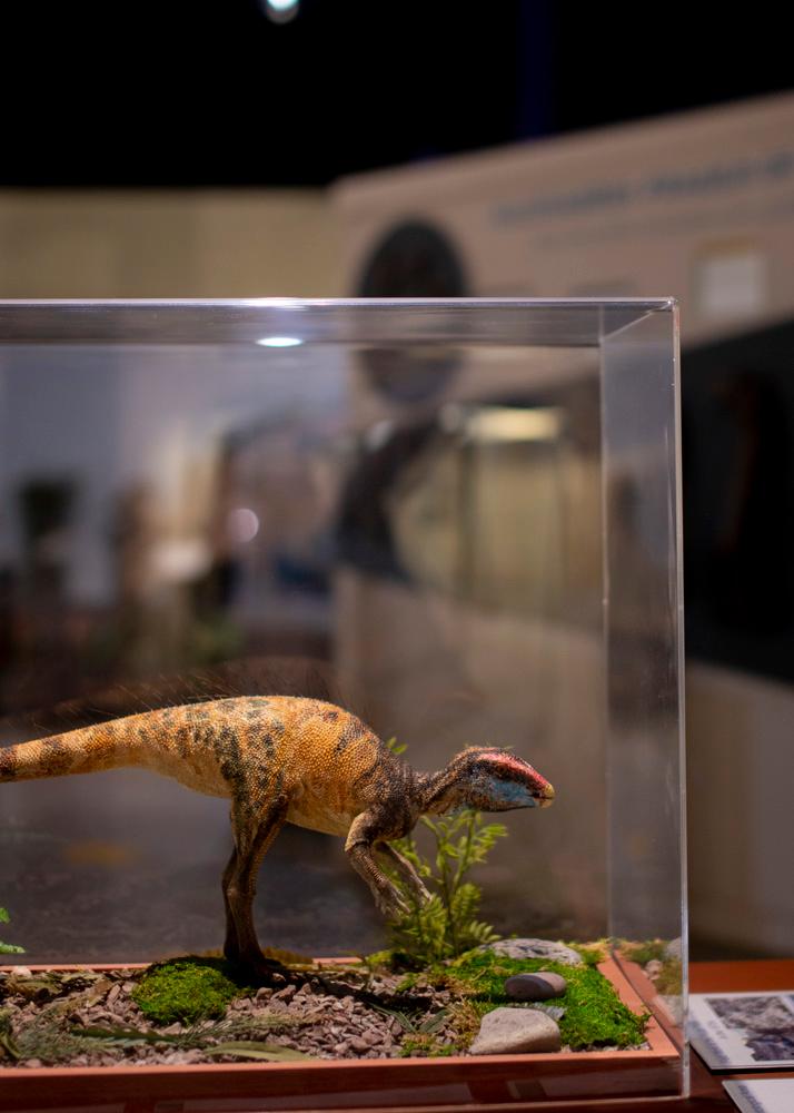 this tiny herbivore was first discovered just a short distance from where the museum stands now. photo 3