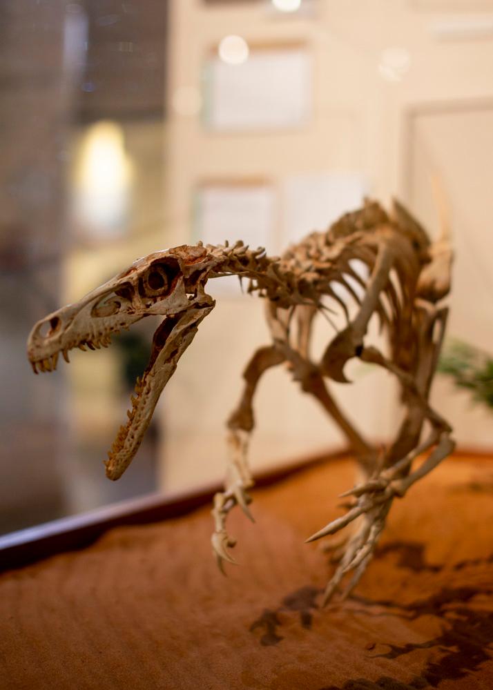 velociraptors are smaller than the movies tell us, come see how big a velociraptor really was. photo