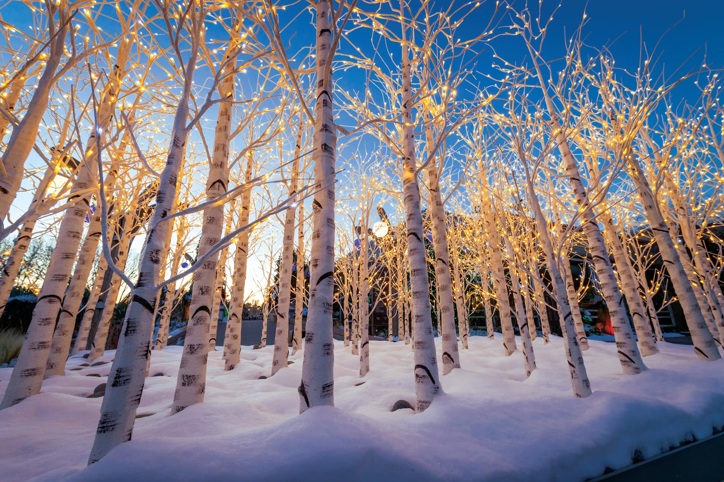 Aspen trees decorated with holiday lights