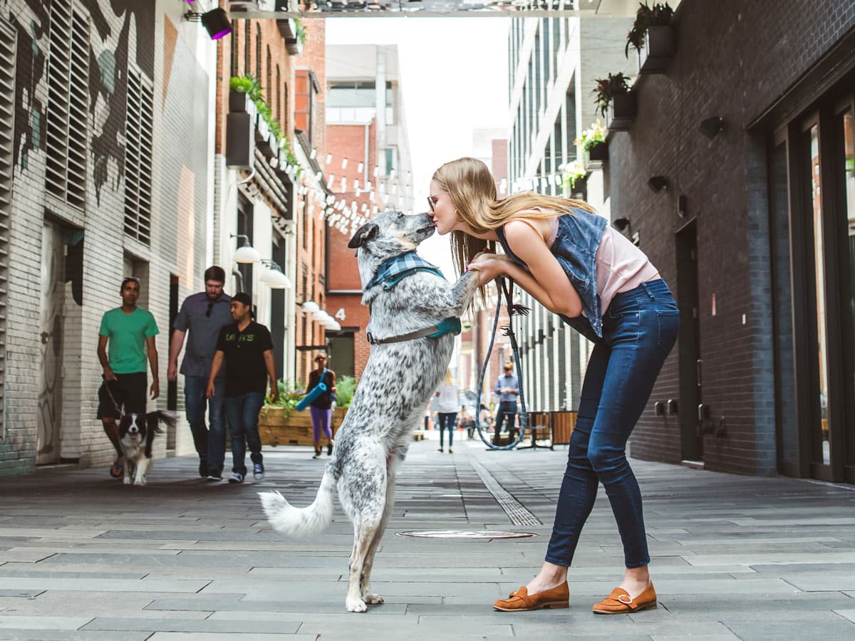 A human in dark skinny jeans and a jean vest holds the front paws of a black-speckled dog wearing a vest and plaid scarf in Denver.