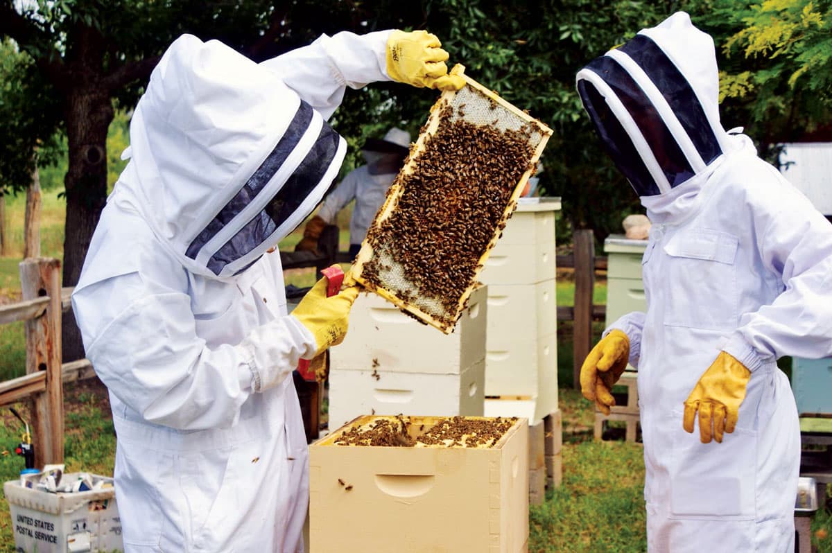 Beekeepers wearing full-body white suits lift a screen covered in bees at Hudson Gardens in Littleton