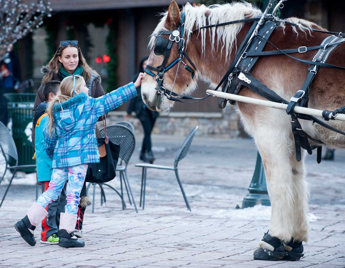 Girl reaching out to horse while her mom watches. The horse is harnessed into a carriage and looks fluffy soft.