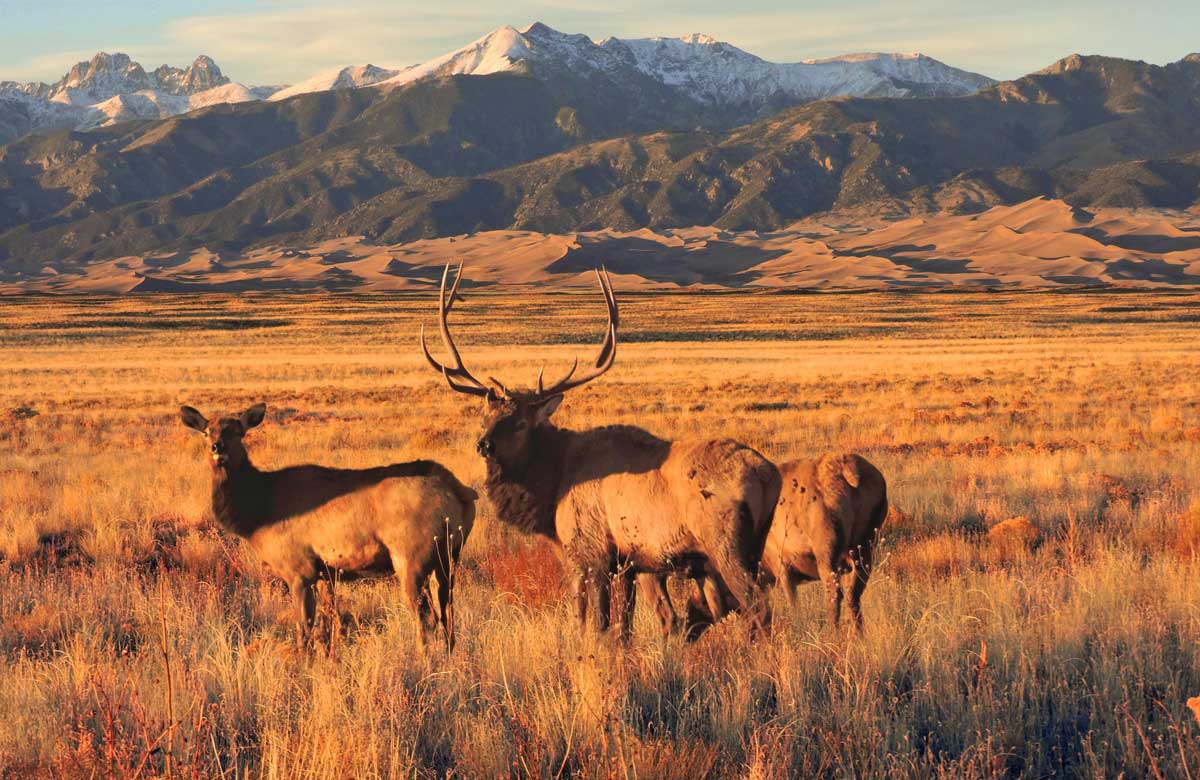 Elk stand before the Great Sand Dunes and Sangre de Cristo mountains