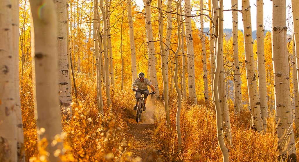 A person mountain bikes through golden aspen trees during golden hour.