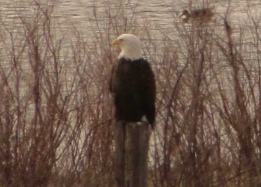 Three Dog Night Guest House