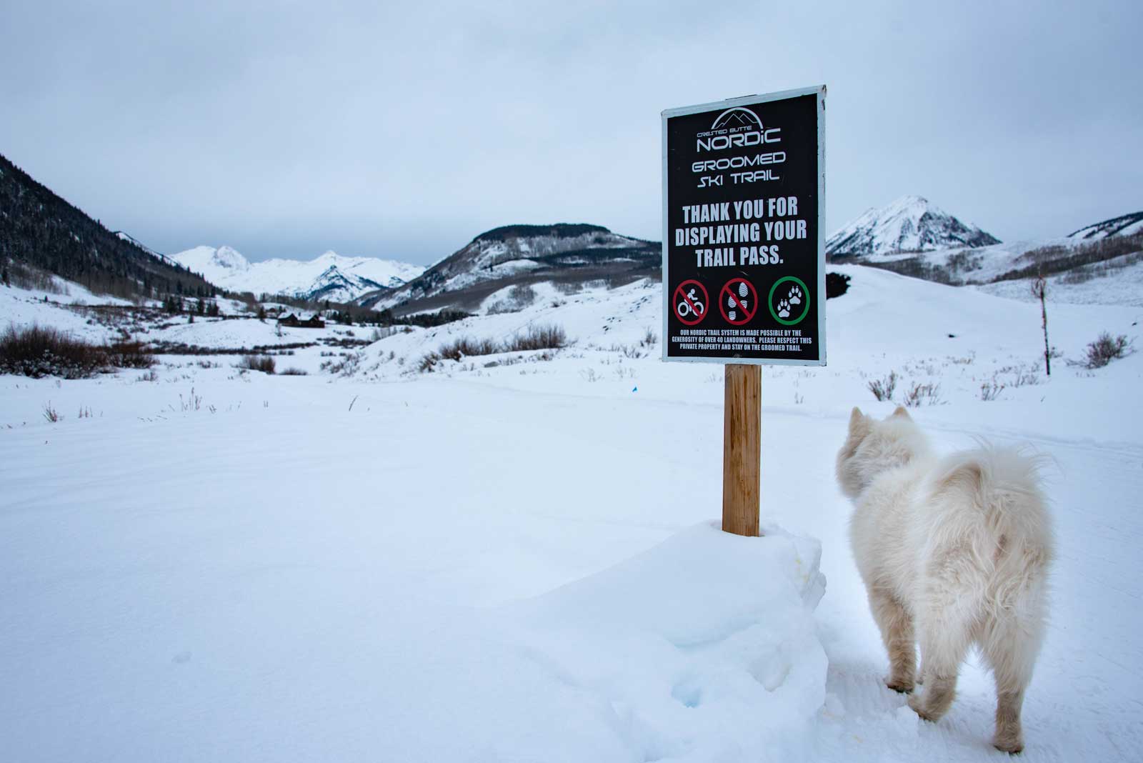 A white fluffy dog approaches a sign in the show that says "Crested Butte Nordic Center groomed trail"