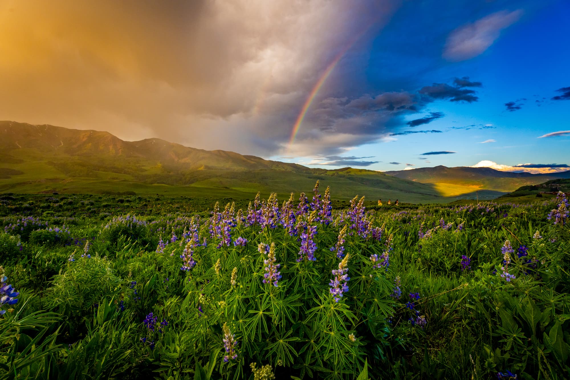 Purple lupines blooming in the mountains with a rainbow arcing overhead