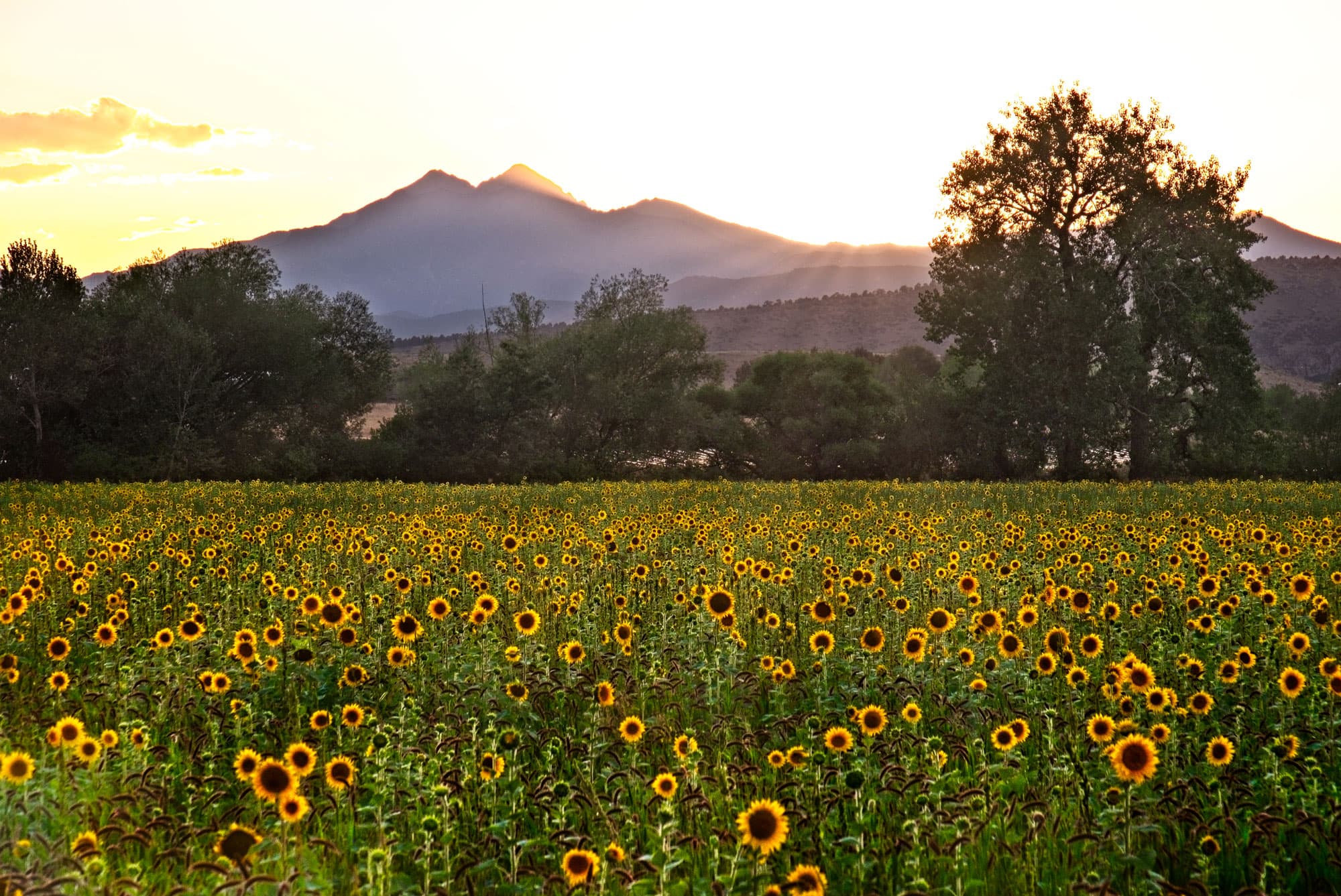 A field of vibrant yellow sunflowers with towering mountains as the backdrop during sunset.