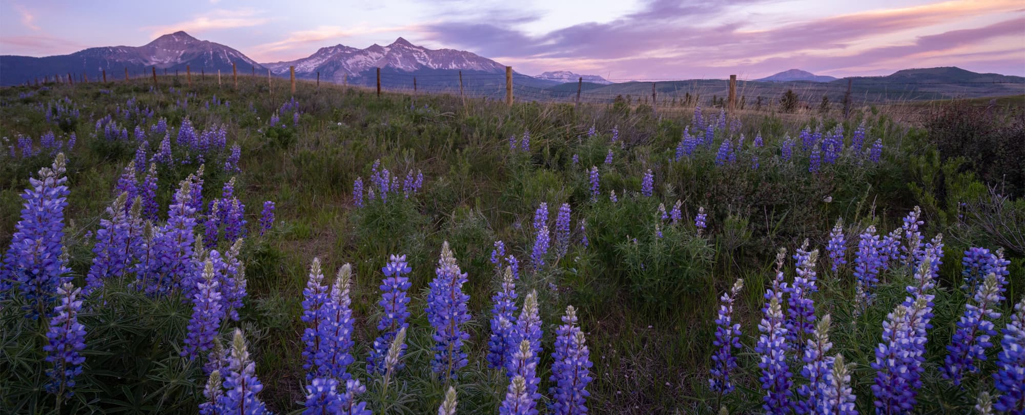 The sun turns the sky dusty pink as it sets behind the mountains as viewed from a field of blooming purple lupines in Telluride, Colorado.