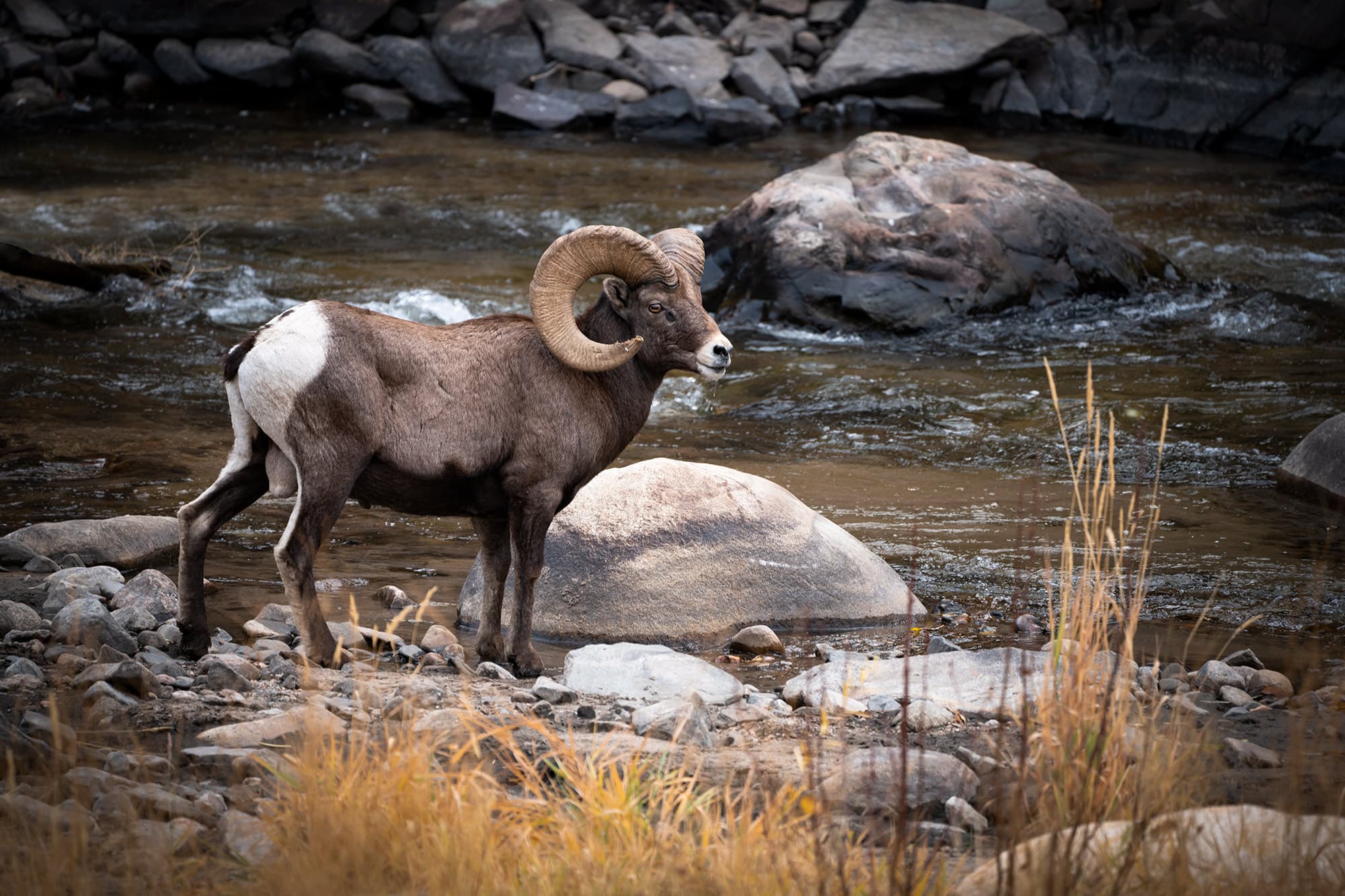 A bighorn sheep stands peacefully at the edge of a rushing river surrounded by rocks