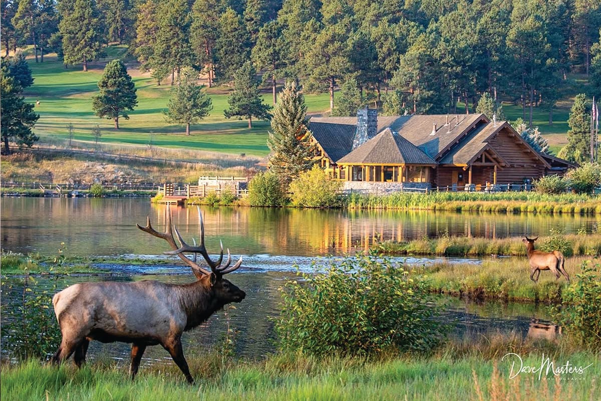 Elk near the still Evergreen Lake with trees in the background in Evergreen, Colorado.