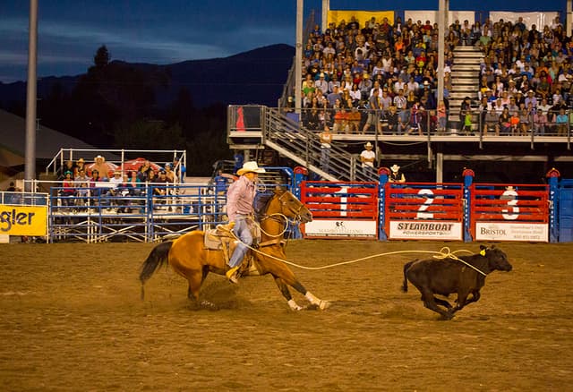 A rider ropes a calf at the Steamboat Springs rodeo in Colorado