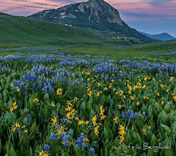 a field of wildflowers at sunset