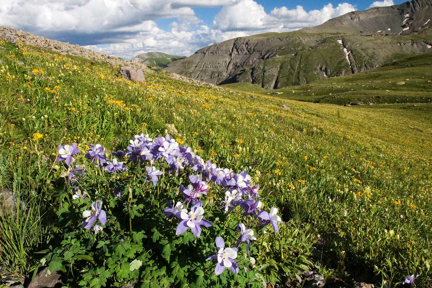 A patch of purple-and-white Columbine blooms interrupts a field peppered with yellow wildflowers; a granite peak rises in the distance
