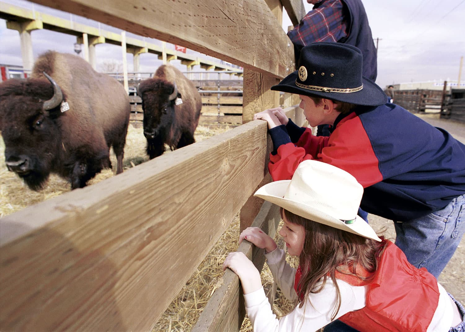 kids peek at buffalo at the national western stock show