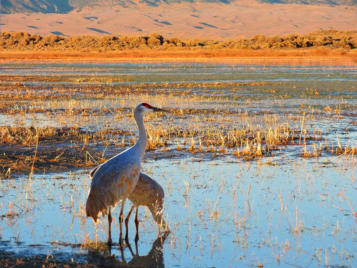 Two cranes stand in shallow water poking with brown grass. One leans down to drink the water, dunking its head beneath the reflective surface. In the background, the setting sun paints the surrounding grasslands gold behind the birds at the Monte Vista National Wildlife Refuge in Colorado.
