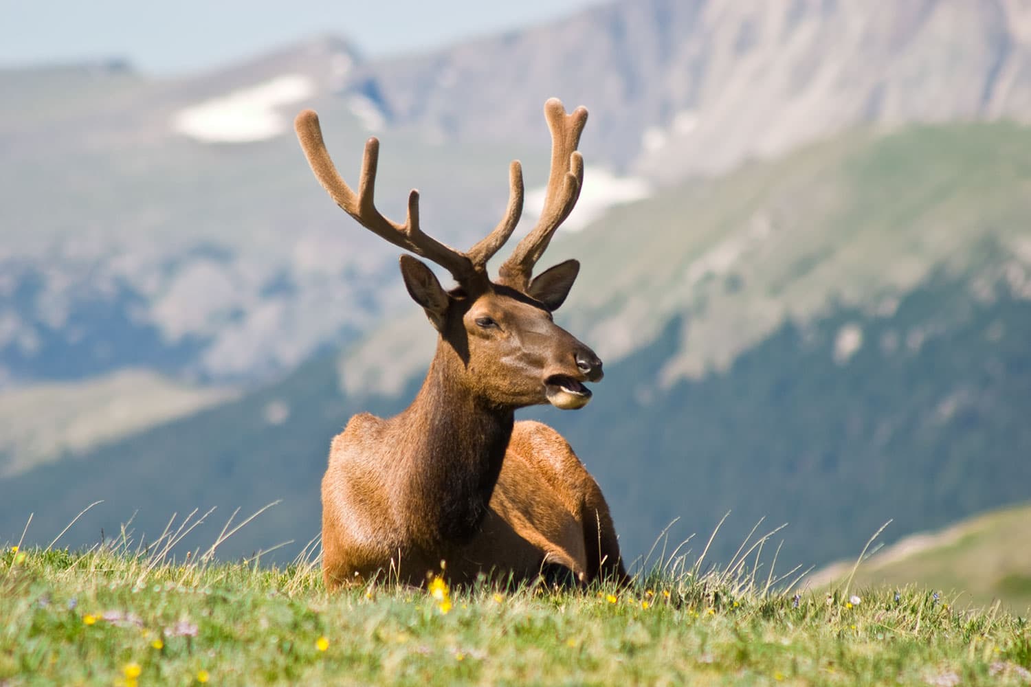 An elk sits on his haunches in a grassy meadow in Rocky Mountain National Park