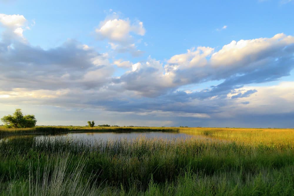 Tall grasses surround a small body of water at Alamosa National Wildlife Refuge. The water is calm and the sky is becoming crowded with clouds.