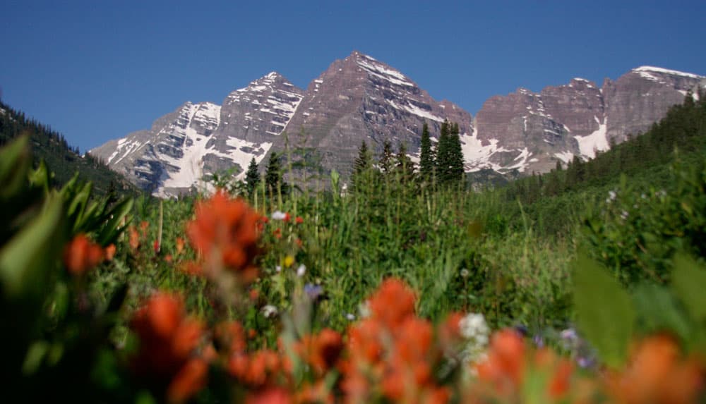 Lush wildflower field with a the twin "bells" (two peaks in a bell shape) in the background
