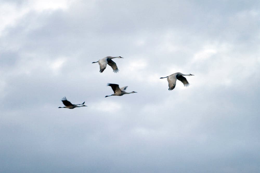 Four sandhill cranes flap their wings in flight against a grey, cloudy sky.