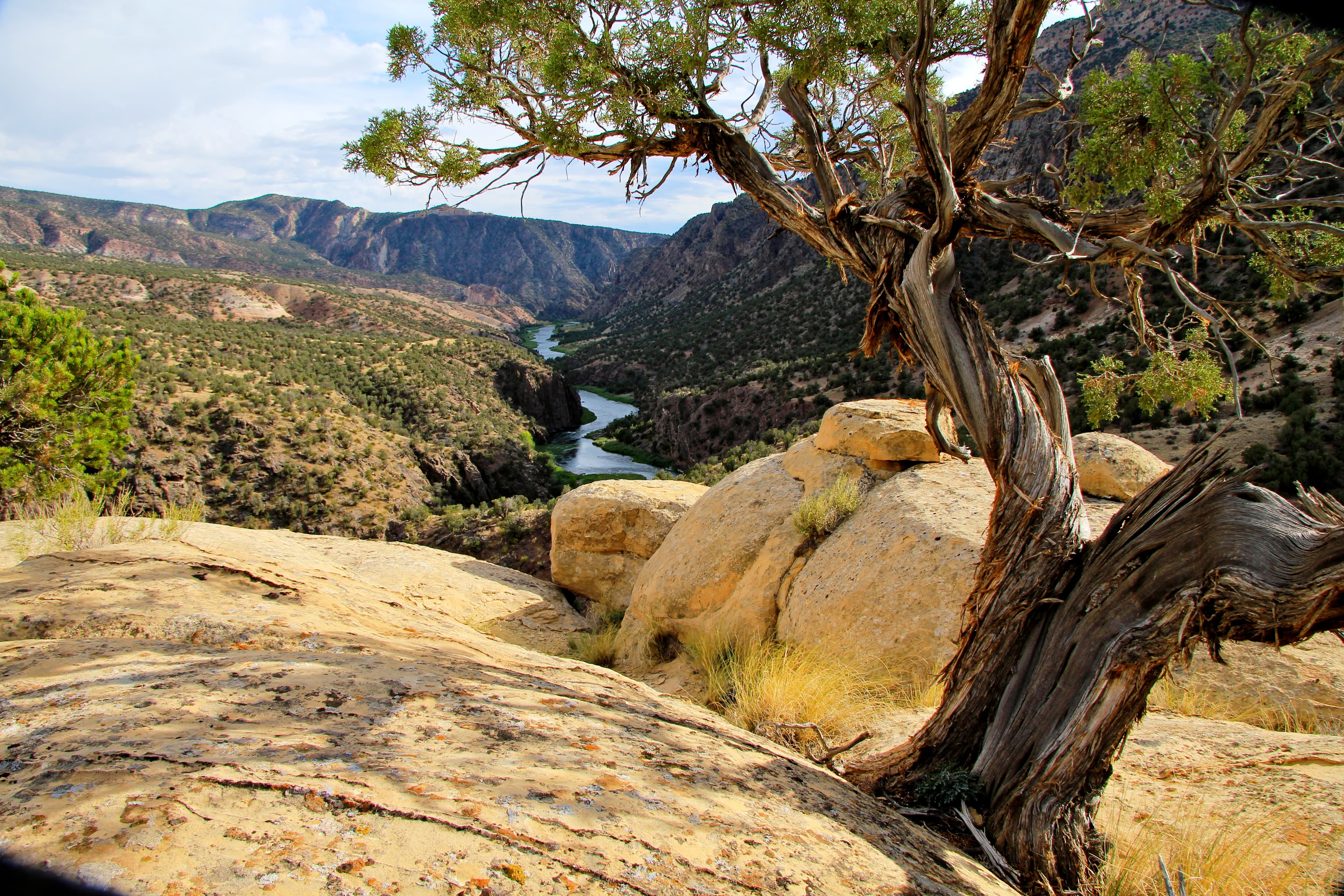 gunnison gorge wilderness from the ute trail photo