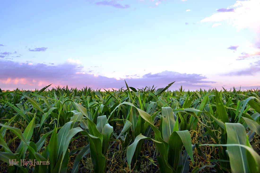 mile high farms & pumpkin patch photo