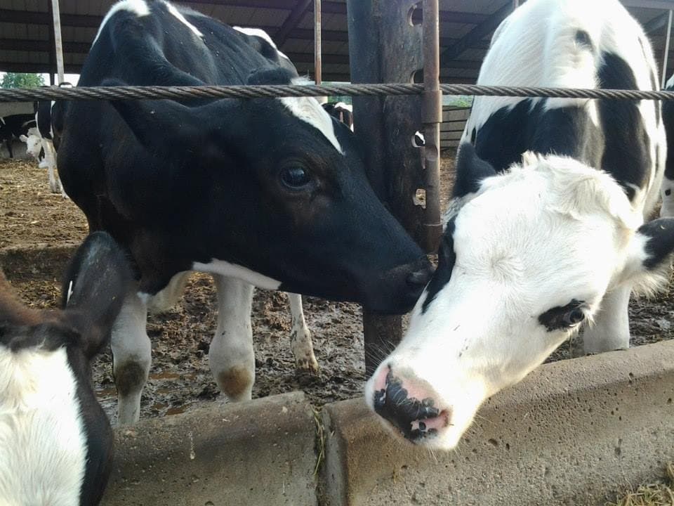 morning fresh dairy photo