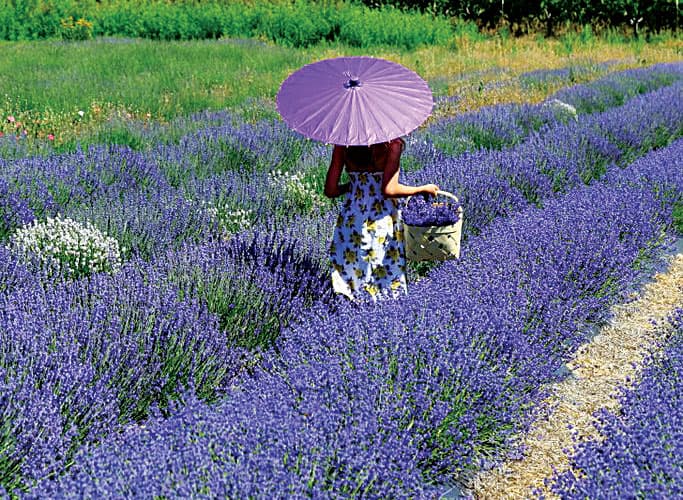walk through the greenhouses and fields on your own or have a guided agritour. learn how to grow lavender successfully, learn about different characteristics and uses of all the different lavenders grown on the farm. have a group? call ahead for customize photo