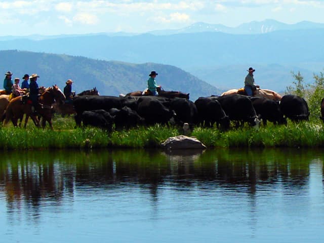 bringing in the cattle photo