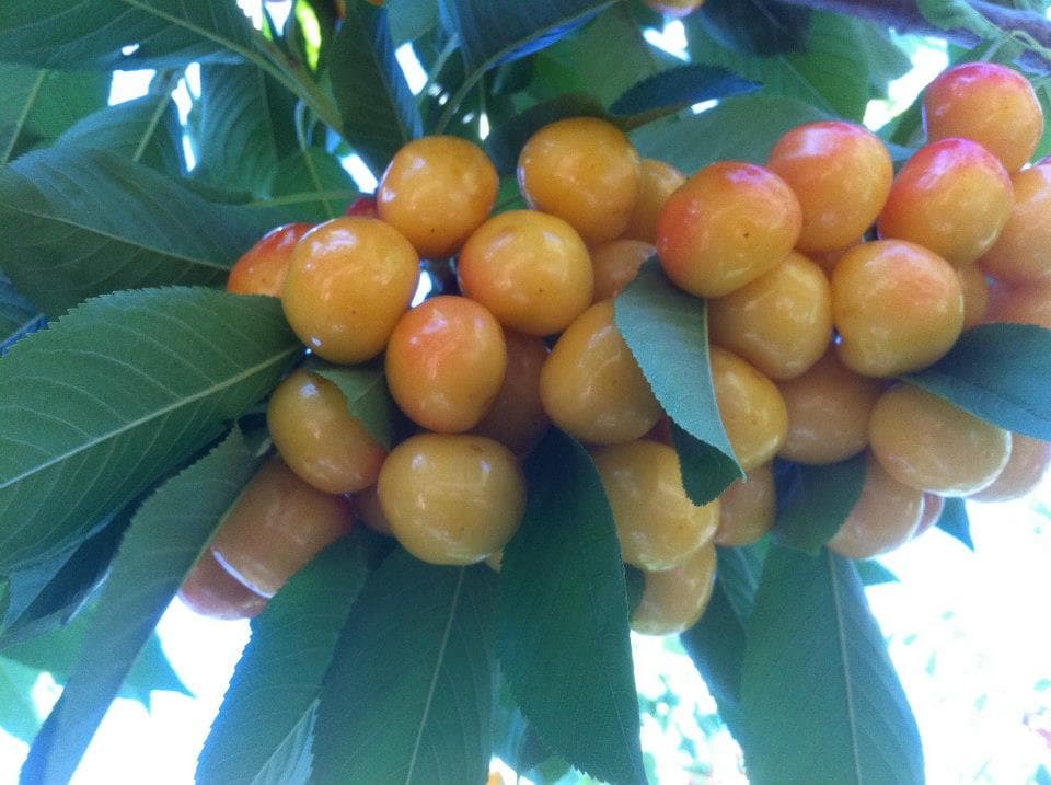 orchard valley farms (black bridge winery) photo